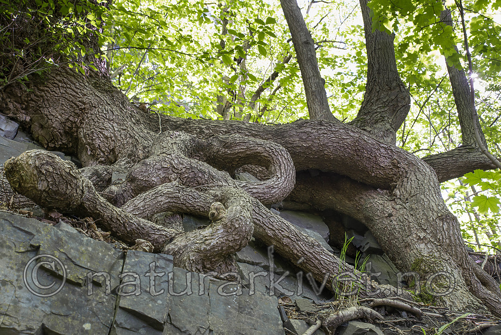 SIG_8886 / Ulmus glabra / Alm