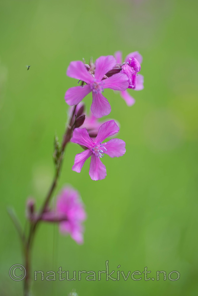 SIG_8984 / Viscaria vulgaris / Engtjæreblom