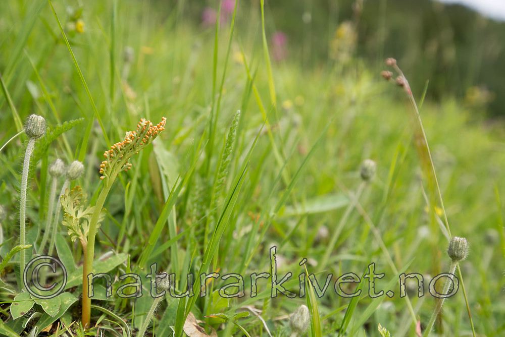 SIG_9062 / Botrychium matricariifolium / Huldrenøkkel