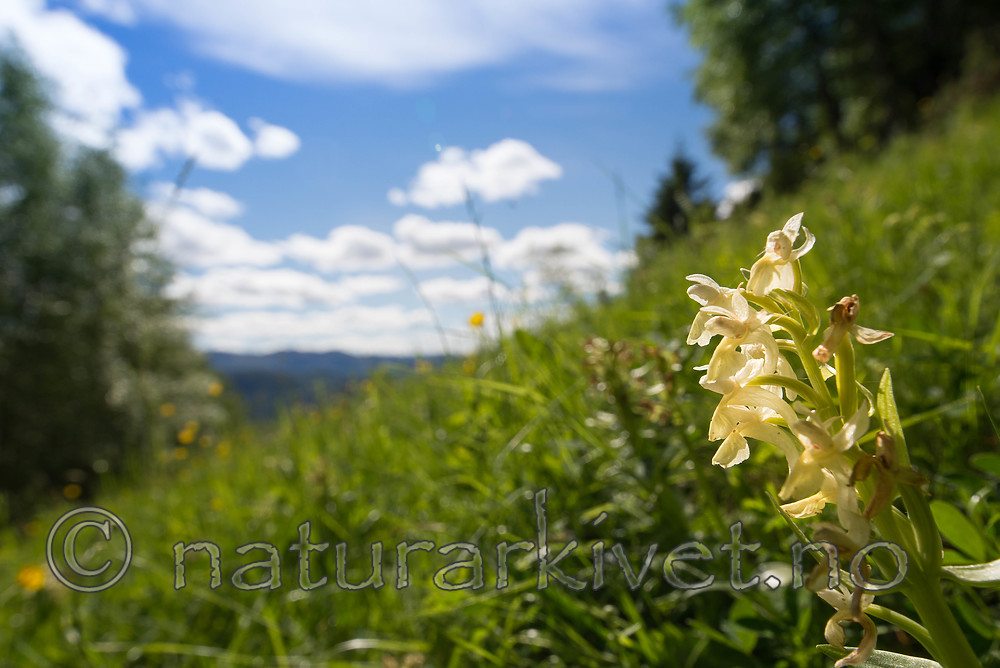 SIG_9101 / Dactylorhiza sambucina / Søstermarihand