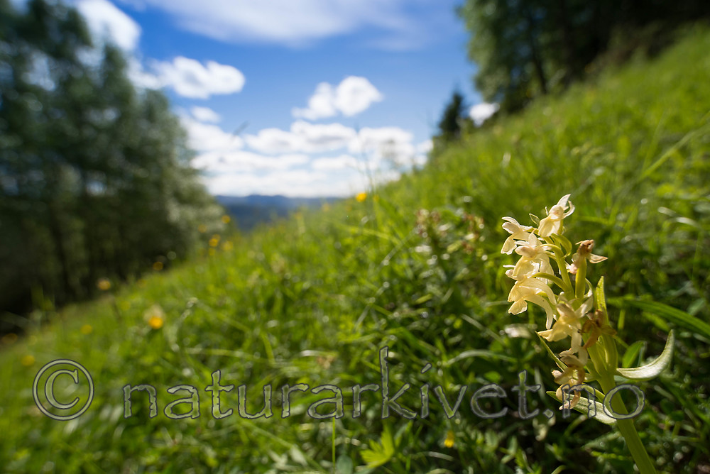 SIG_9107 / Dactylorhiza sambucina / Søstermarihand