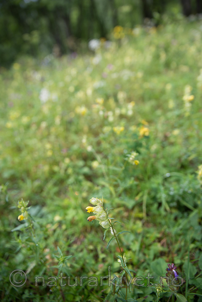 SIG_9220 / Rhinanthus angustifolius / Storengkall
