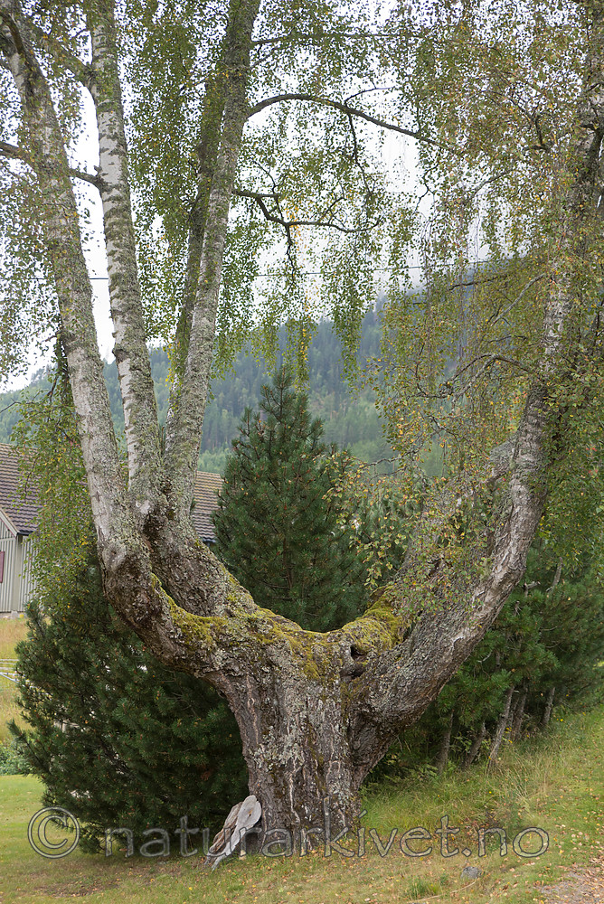 SIG_9672 / Betula pendula / Hengebjørk