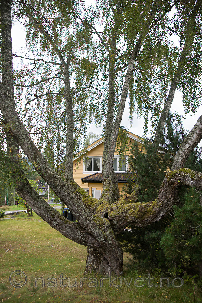 SIG_9682 / Betula pendula / Hengebjørk