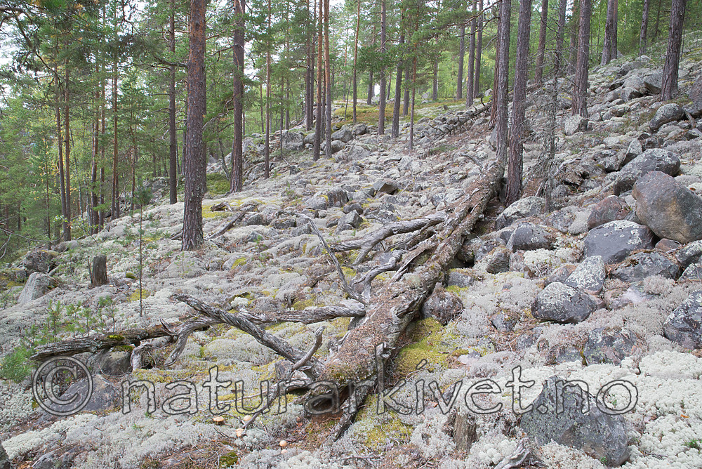SIG_9736