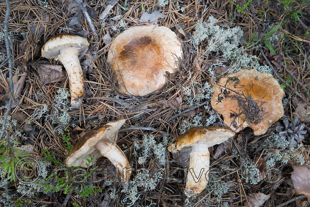 SIG_9784 / Tricholoma focale / Teglrød kragemusserong