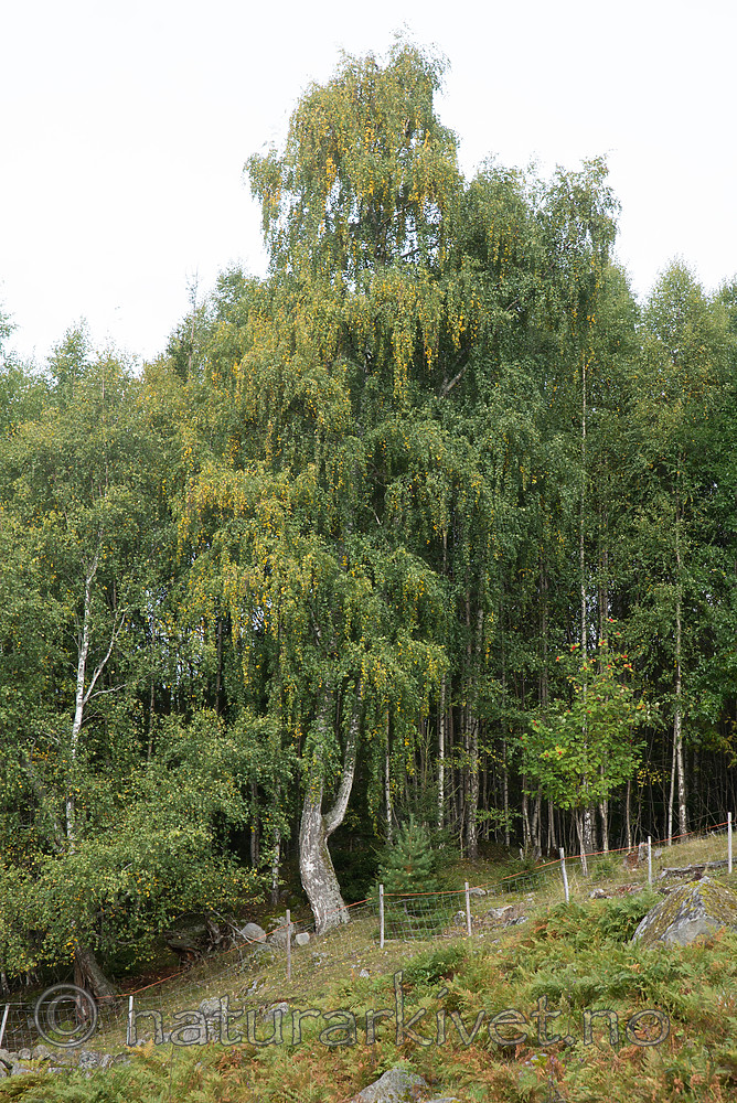 SIG_9978 / Betula pendula / Hengebjørk