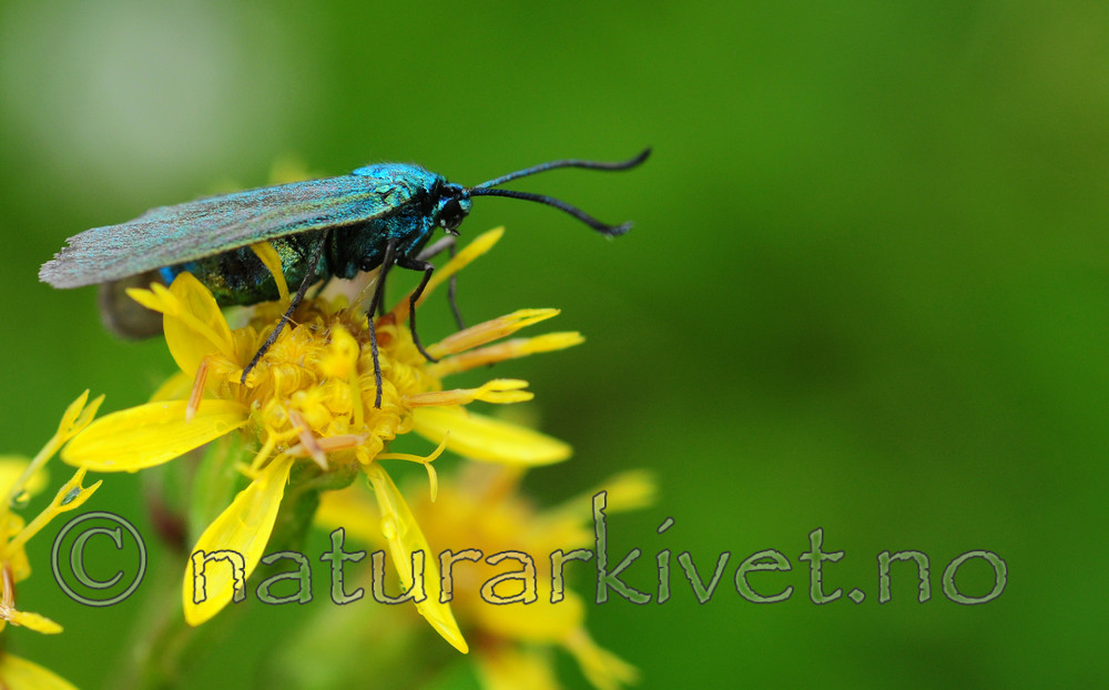 SIR_0018 / Adscita statices / Grønn metallsvermer