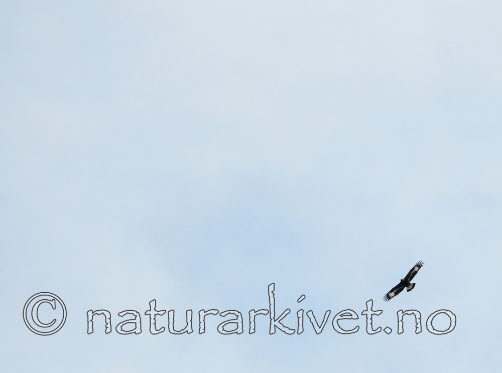 SIR_0019 / Aquila chrysaetos / Kongeørn