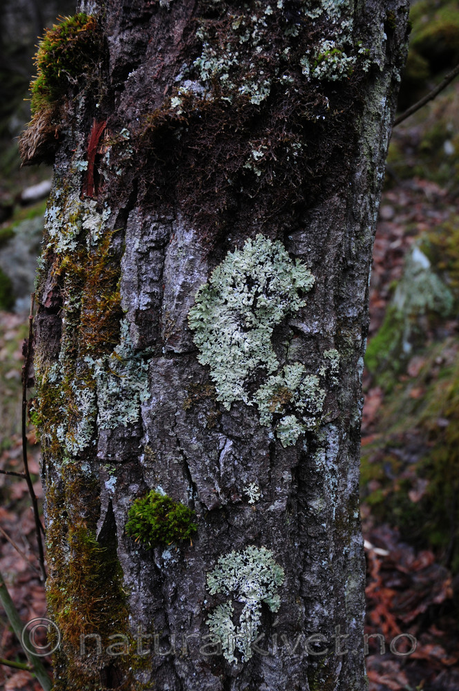 SIR_0162 / Menegazzia terebrata / Skoddelav