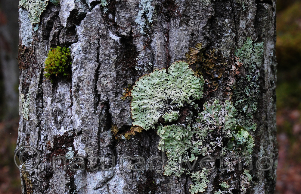 SIR_0168 / Menegazzia terebrata / Skoddelav