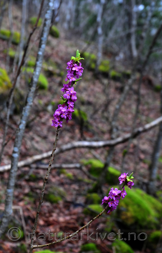 SIR_0173 / Daphne mezereum / Tysbast