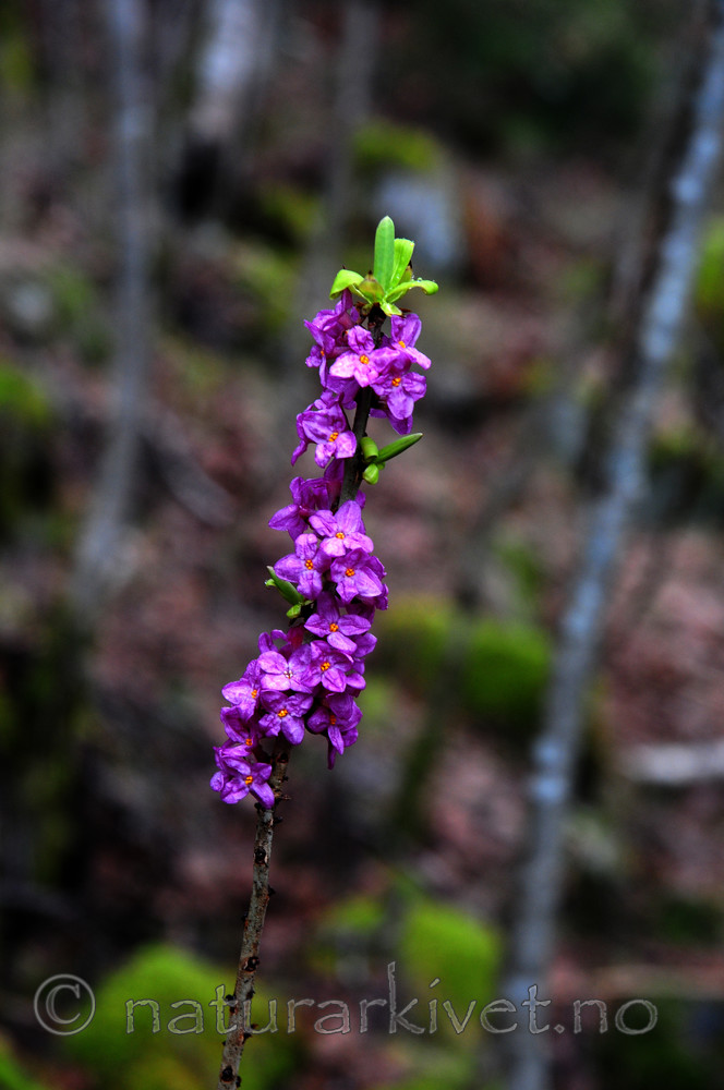 SIR_0174 / Daphne mezereum / Tysbast