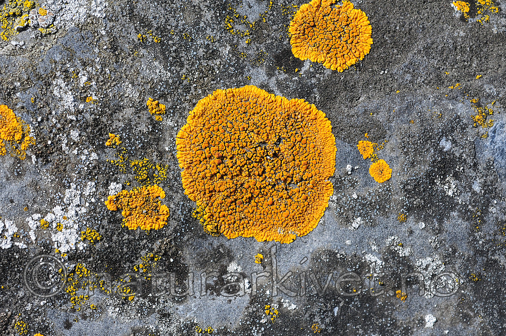 SIR_0354 / Variospora flavescens