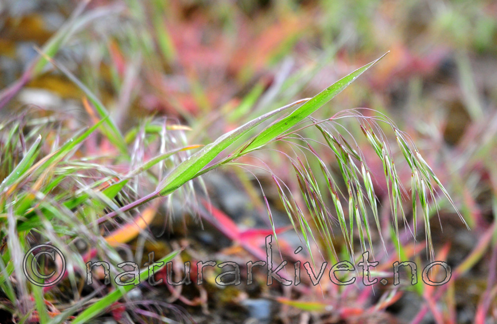 SIR_0403 / Anisantha tectorum / Takfaks