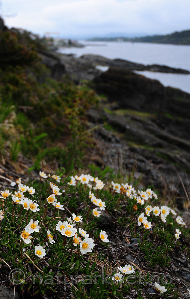 SIR_0425 / Dryas octopetala / Reinrose