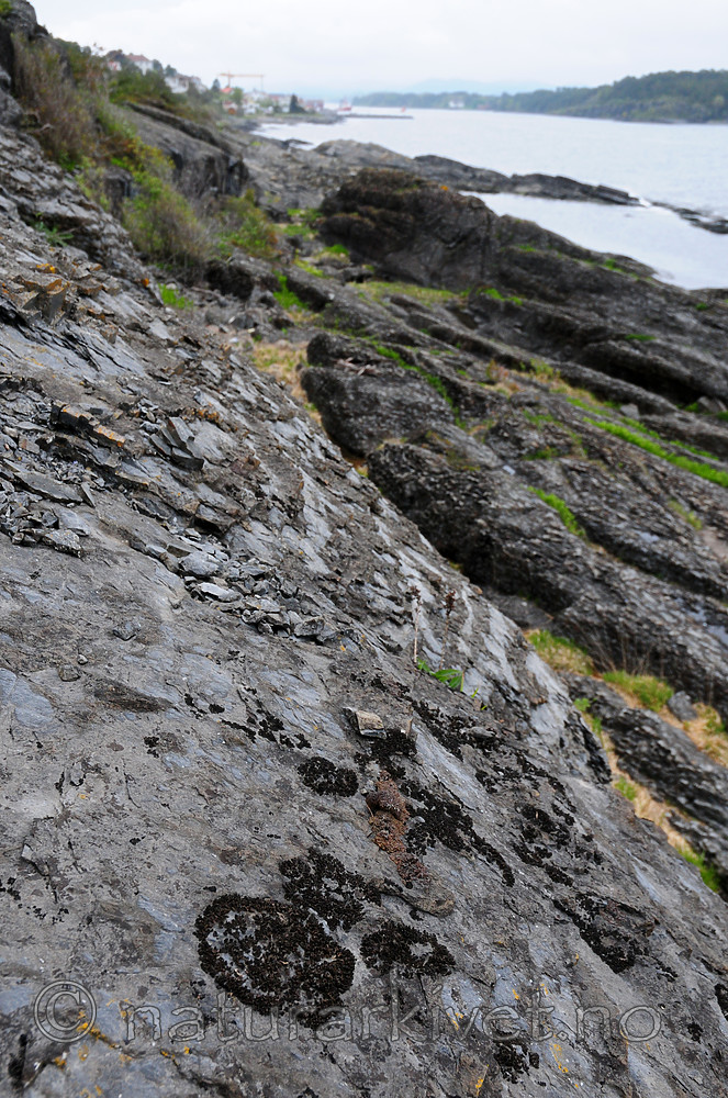 SIR_0431 / Callome multipartita / Vifteglye