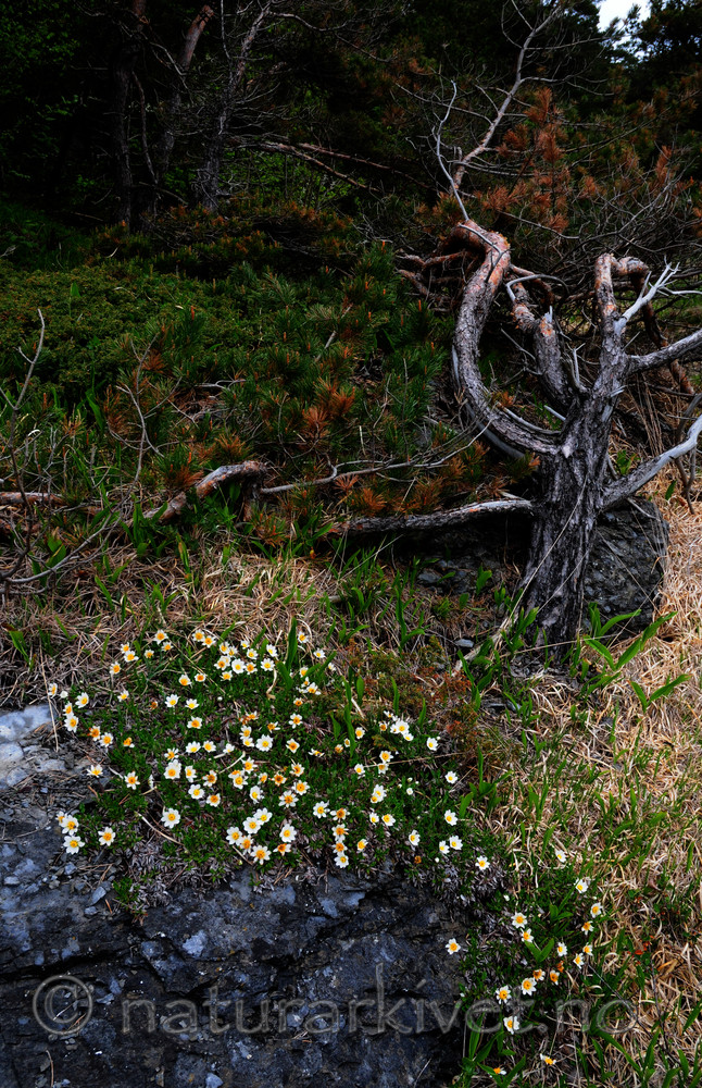 SIR_0434 / Dryas octopetala / Reinrose