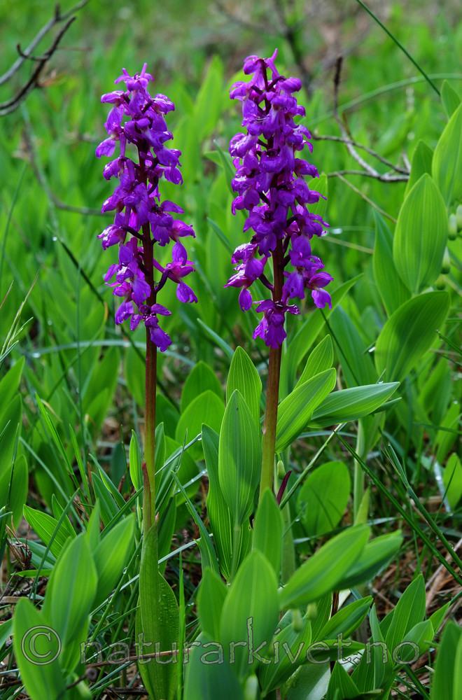 SIR_0499 / Orchis mascula / Vårmarihand
