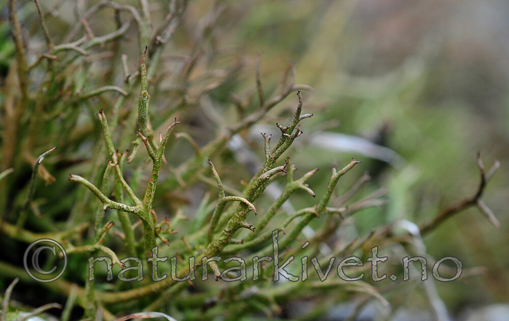 SIR_0530 / Cladonia subrangiformis / Kystgaffel