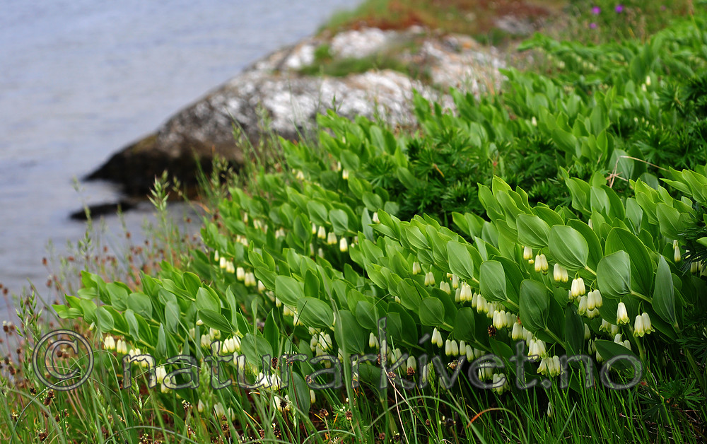 SIR_0542 / Polygonatum odoratum / Kantkonvall