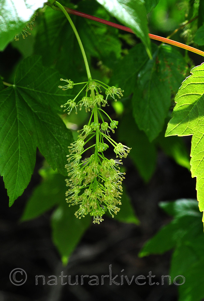 SIR_0571 / Acer pseudoplatanus / Platanlønn