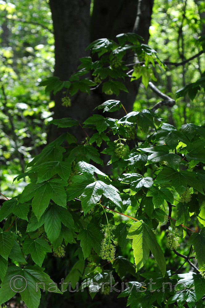 SIR_0575 / Acer pseudoplatanus / Platanlønn