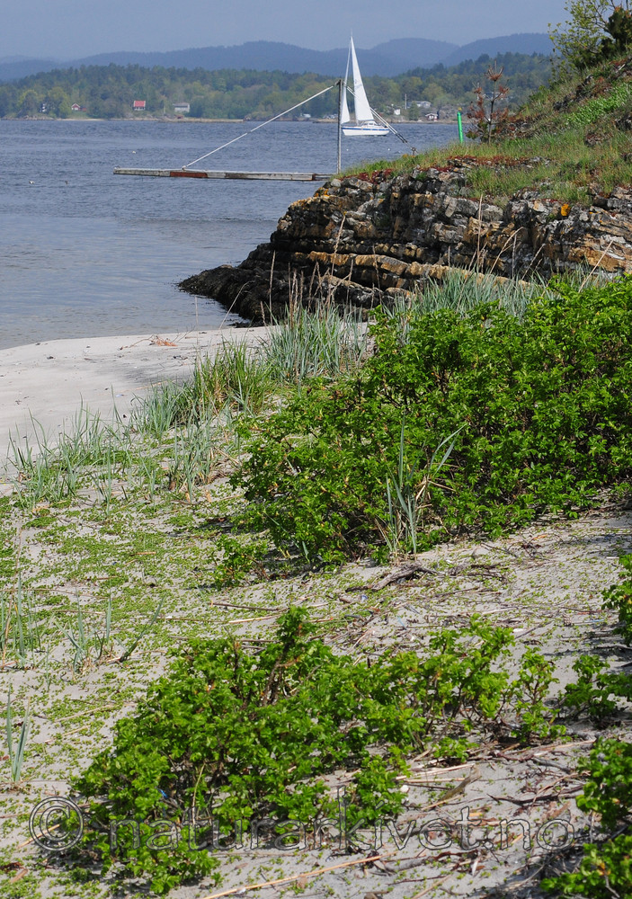 SIR_0579 / Rosa rugosa / Rynkerose