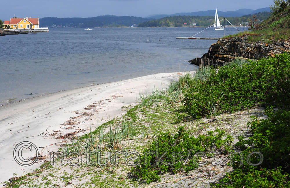 SIR_0580 / Rosa rugosa / Rynkerose