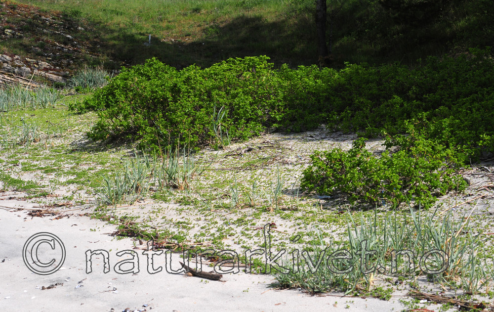 SIR_0582 / Rosa rugosa / Rynkerose