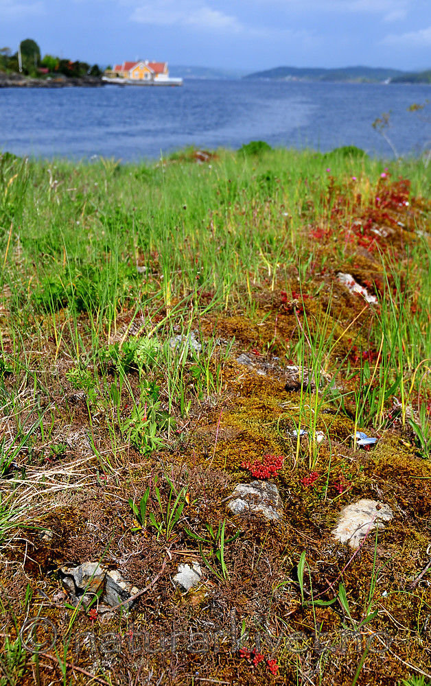 SIR_0610 / Cladonia subrangiformis / Kystgaffel