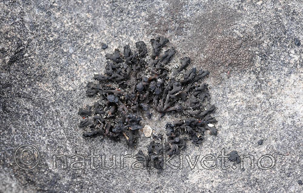 SIR_0669 / Callome multipartita / Vifteglye