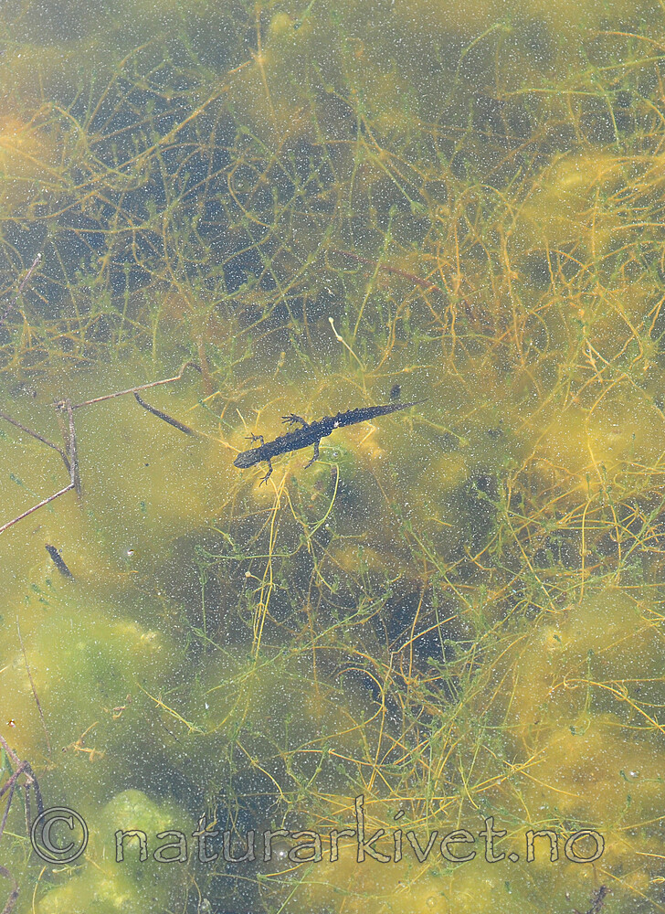 SIR_0687 / Chara aculeolata / Piggkrans <br /> Lissotriton vulgaris / Småsalamander