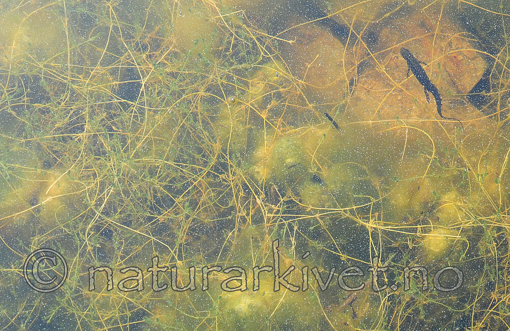 SIR_0694 / Chara aculeolata / Piggkrans <br /> Lissotriton vulgaris / Småsalamander