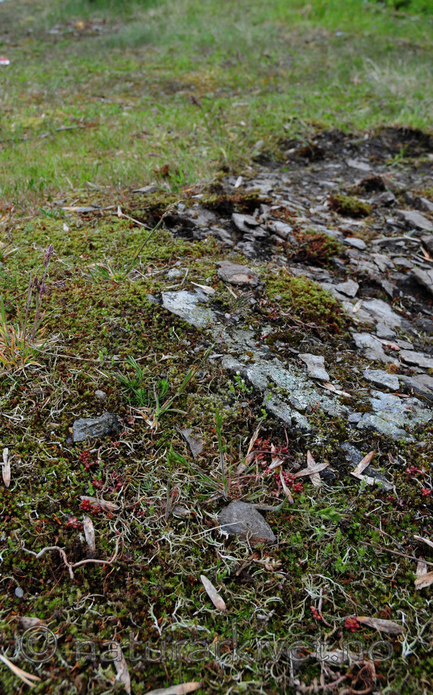 SIR_0773 / Cladonia subrangiformis / Kystgaffel