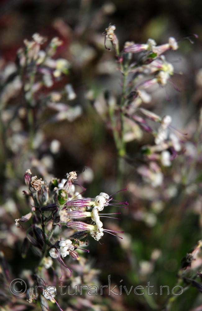 SIR_0844 / Silene nutans / Nikkesmelle