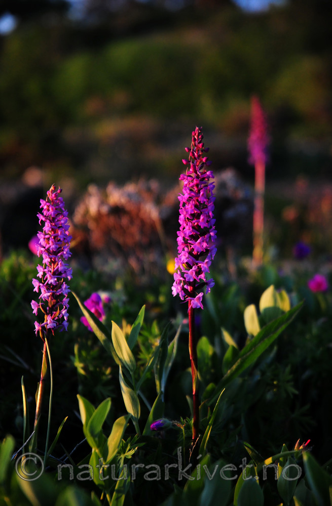 SIR_0915 / Gymnadenia conopsea / Brudespore