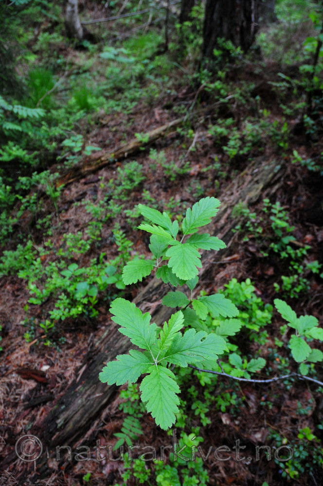SIR_0961 / Sorbus subpinnata / Grenmarasal