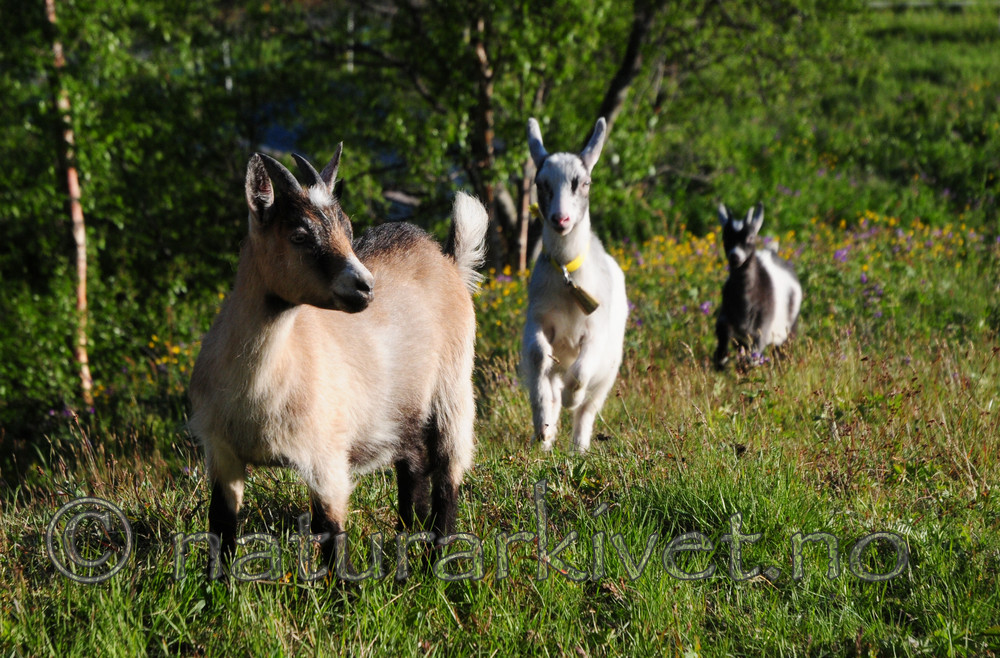 SIR_1091 / Capra hircus / Geit