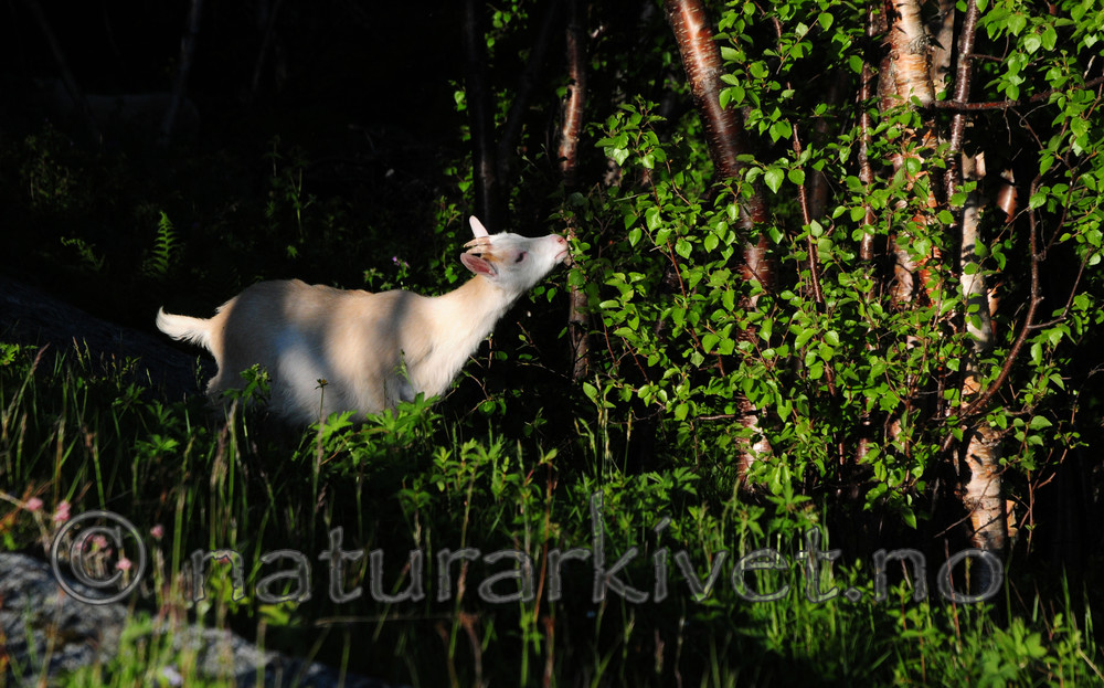 SIR_1100 / Capra hircus / Geit