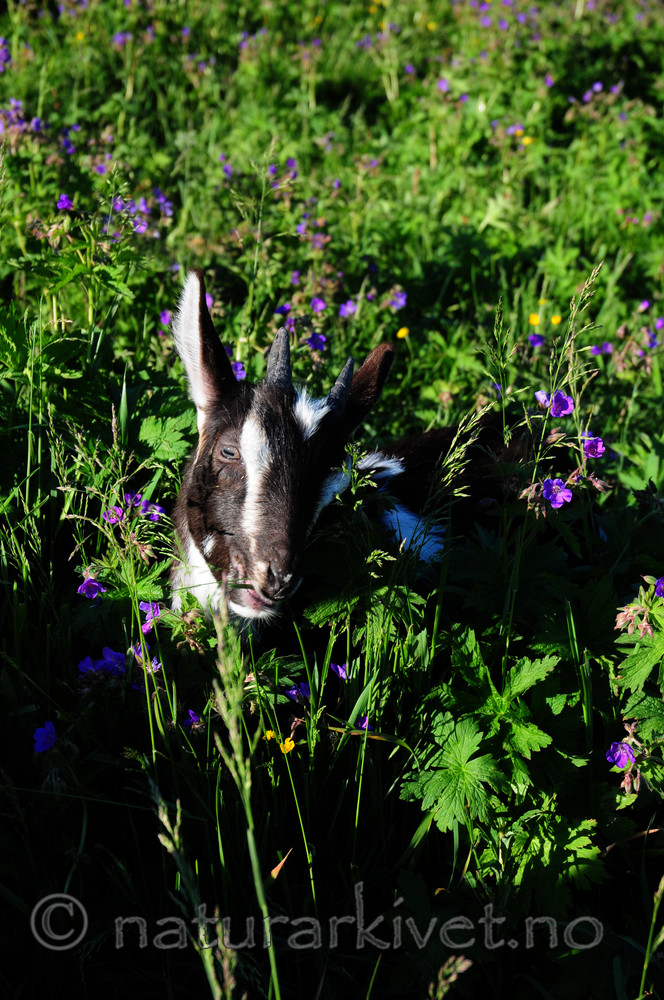 SIR_1152 / Capra hircus / Geit