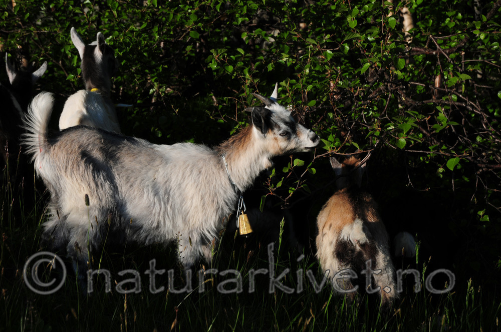 SIR_1186 / Capra hircus / Geit