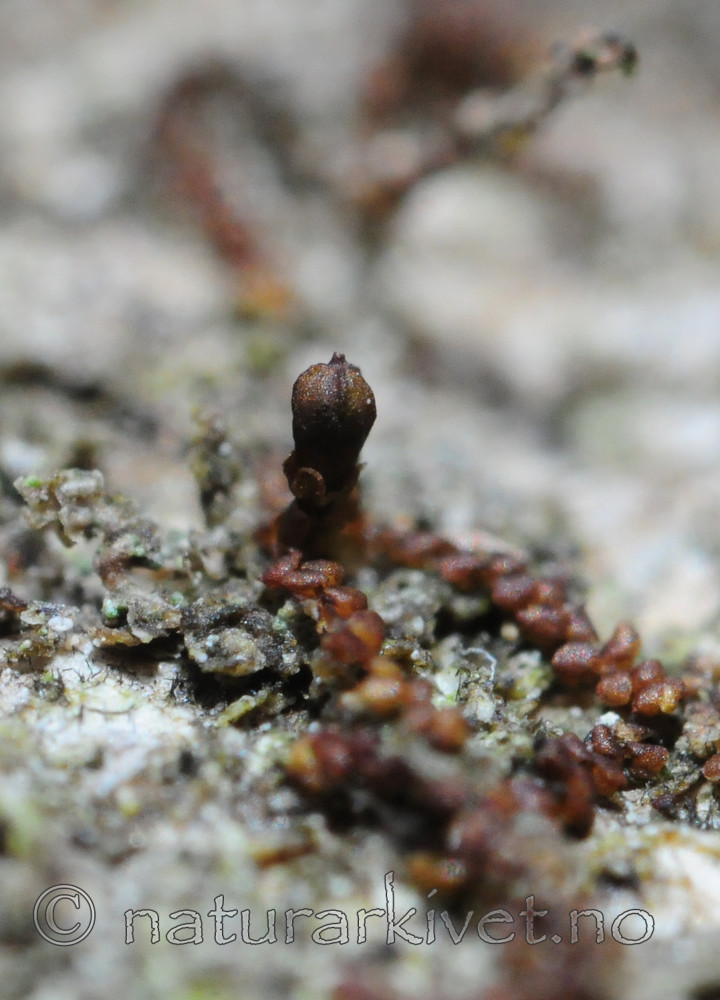 SIR_1335 / Frullania oakesiana / Oreblæremose