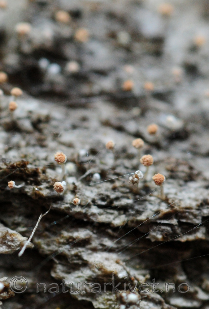 SIR_1349 / Sclerophora pallida / Bleikdoggnål