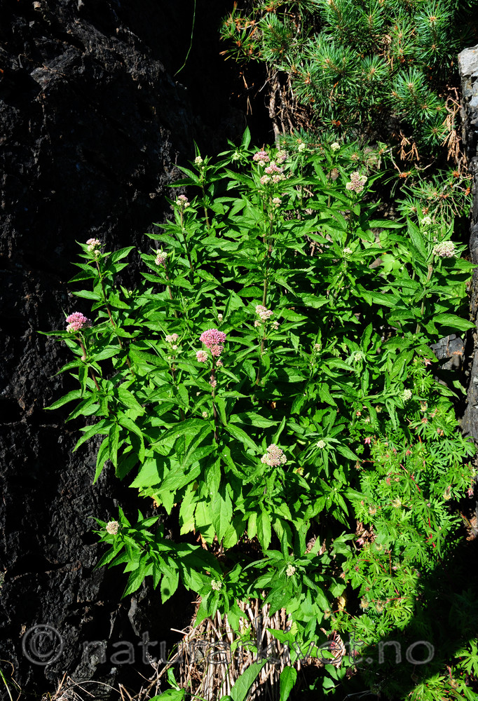 SIR_1415 / Eupatorium cannabinum / Hjortetrøst