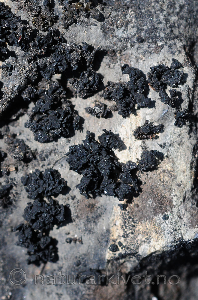 SIR_1475 / Thyrea confusa