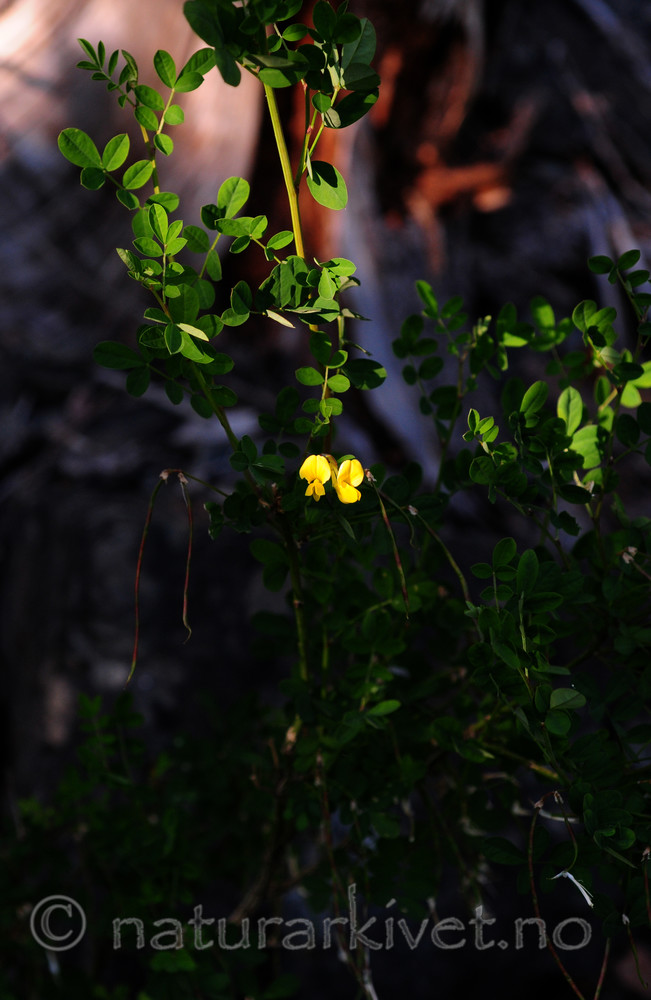 SIR_1590 / Hippocrepis emerus / Buskvikke