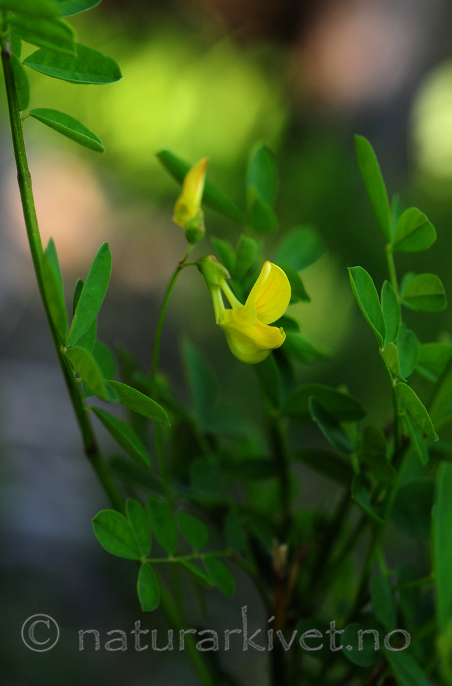SIR_1593 / Hippocrepis emerus / Buskvikke
