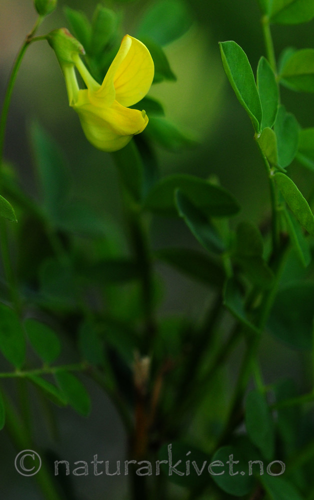 SIR_1593_2 / Hippocrepis emerus / Buskvikke