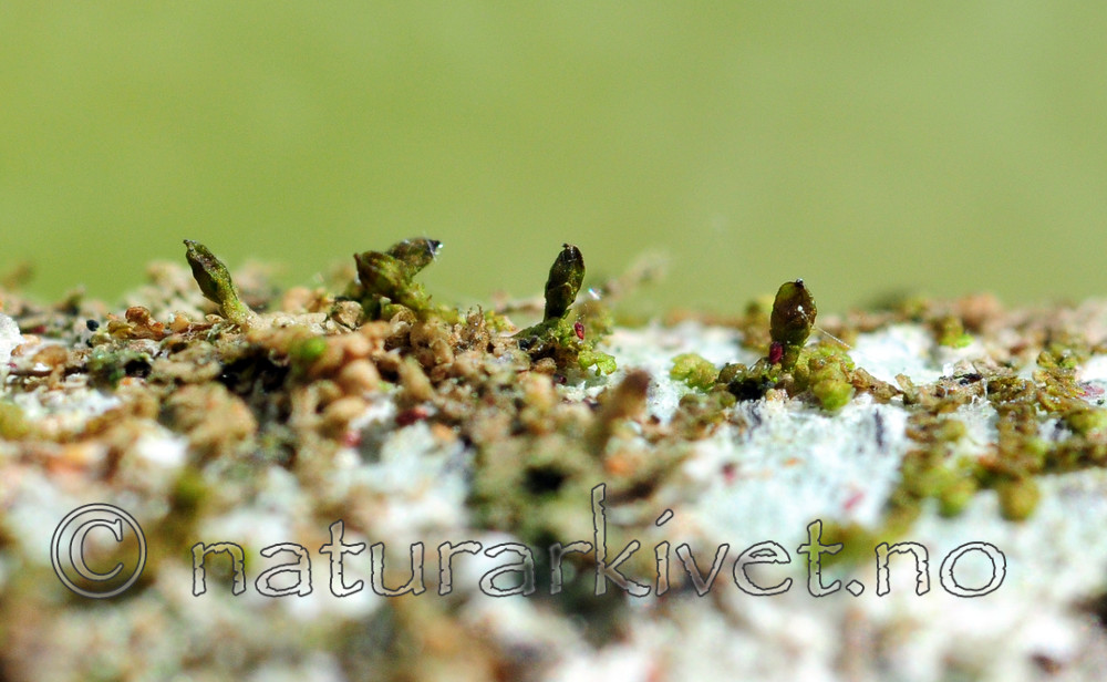 SIR_1682 / Frullania oakesiana / Oreblæremose